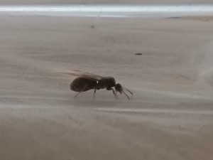 Gyne 1, [Lasius sp. noire et Serviformica sp.] Identification d'une solitaire