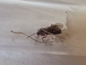 Gyne 2, [Lasius sp. noire et Serviformica sp.] Identification d'une solitaire