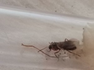 Gyne 2, [Lasius sp. noire et Serviformica sp.] Identification d'une solitaire