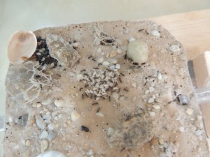 Cocons Lasius niger, [Blog] The Lasius family - Lasius niger