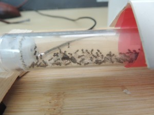 Nid des Lasius niger, [Blog] The Lasius family - Lasius niger