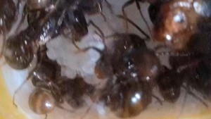 Messor barbarus - œufs 1, [Blog] Messor barbarus de Lorette