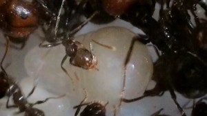 Messor barbarus - larve en forme de poire ?, [Blog] Messor barbarus de Lorette