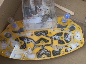 Messor barbarus - installation 1, [Blog] Messor barbarus de Lorette