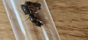 [Camponotus sp. noire] Identification grande reine, 20260623_090044.jpg