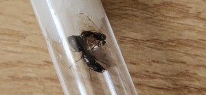 [Camponotus sp. noire] Identification grande reine, 20260623_090030.jpg