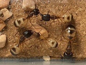 Camponotus sanctus - majors, [Blog] Les Camponotus sanctus de Lorette