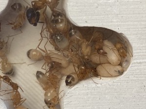 Camponotus sanctus - couvain 2, [Blog] Les Camponotus sanctus de Lorette