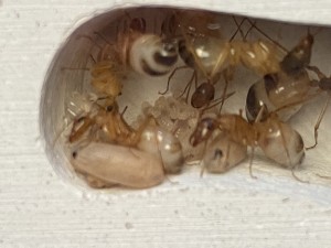 Camponotus sanctus - couvain 5, [Blog] Les Camponotus sanctus de Lorette