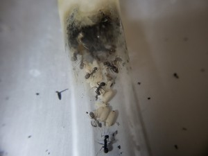 Couvain et imago sur le devant de l'image, [Blog] Suivi de mes colonies