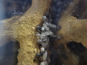 L'imago du fond qui tient une grappe d'oeufs, [Blog] Suivi de mes colonies