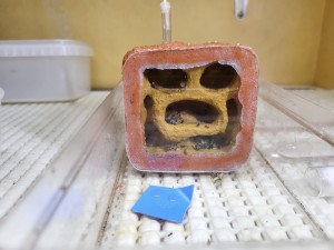 Nid des Lasius emarginatus, [Blog] Suivi de mes colonies