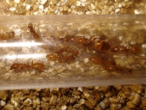 [Blog] Camponotus sp Amérique du sud, DSC07435.JPG