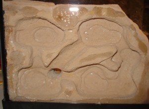 Petit Biorama à l'allemande, DSC07611.JPG
