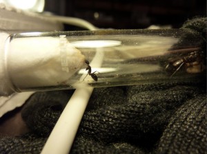 Camponotus grecque..., Sans titre.jpg