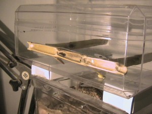 Evolution d'une fondation Crematogaster scutellaris en vidéo, IMG_0105.JPG