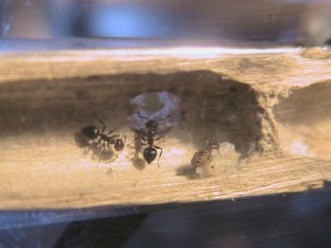 Evolution d'une fondation Crematogaster scutellaris en vidéo, IMG_0115.JPG