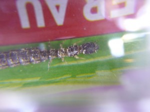 Identification [Termite] ?, P1010449 (1).JPG