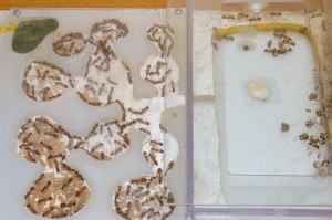 [Blog] Camponotus festinatus, Camponotus consobrinus.JPG