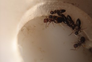Camponotus truncatus, Les Camponotus de funkyben