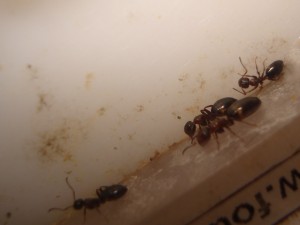 Camponotus truncatus, Les Camponotus de funkyben