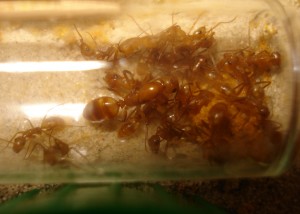 Camponotus sp, la fondation à l'entrée du tube, [Blog] Camponotus sp Amérique du sud