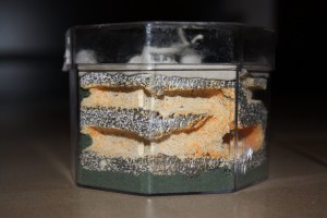 TUTO mon petit nid BC hexagonale+ADF stylisée, Img_1066.jpg