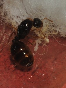 Gyne Solenopsis fugax et ses oeufs, [Blog] Fourmis chez Petitdiable