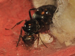 Gyne Formica fusca et ses oeufs, [Blog] Fourmis chez Petitdiable