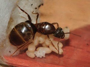 Gyne Lasius emarginatus et son couvain, [Blog] Fourmis chez Petitdiable