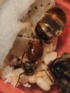 Gyne Lasius emarginatus et son couvain, [Blog] Fourmis chez Petitdiable