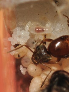 Gyne Lasius emarginatus et son couvain, [Blog] Fourmis chez Petitdiable
