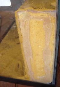 Petit Biorama à l'allemande, DSC07997.JPG