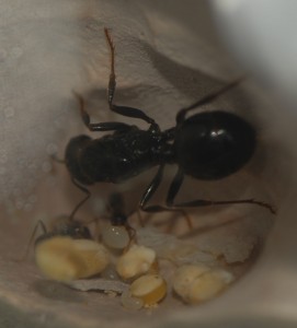 gyne Messor barbarus, [Blog] Messor barbarus, Camponotus nigriceps, C. herculeanus et d'autres...