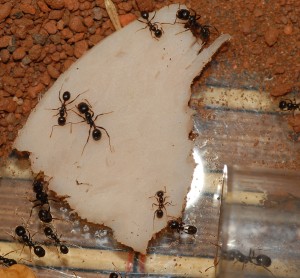 Ouvrière Messor barbarus, [Blog] Messor barbarus, Camponotus nigriceps, C. herculeanus et d'autres...