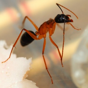 Ouvrière Camponotus nigriceps, [Blog] Messor barbarus, Camponotus nigriceps, C. herculeanus et d'autres...