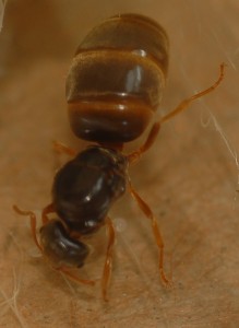 Gyne Lasius flavus, [Blog] Messor barbarus, Camponotus nigriceps, C. herculeanus et d'autres...