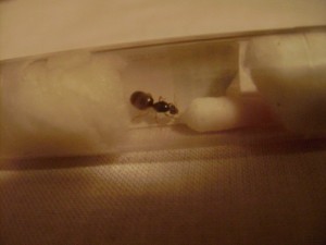 [BLOG] Premiers pas dans l'élevage : Lasius flavus & Crematogaster scutellaris, DSC01686.JPG