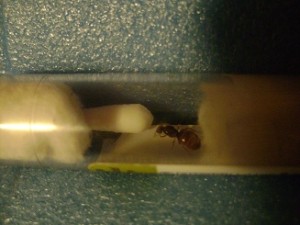 [BLOG] Premiers pas dans l'élevage : Lasius flavus & Crematogaster scutellaris, DSC01683.JPG