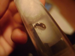 [BLOG] Premiers pas dans l'élevage : Lasius flavus & Crematogaster scutellaris, DSC01690.JPG