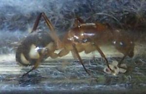 **fin**[Blog] Camponotus substitutus, substitutus.jpg