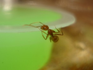 Camponotus sp, [Blog] Camponotus sp Amérique du sud