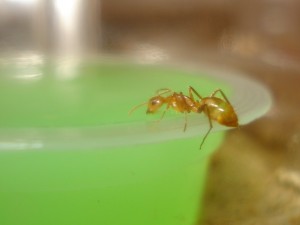 Camponotus sp, [Blog] Camponotus sp Amérique du sud