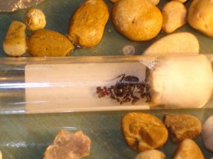 **fin**[Blog] Les Messor barbarus de gaali, fourmis 02.02.11 (6).JPG