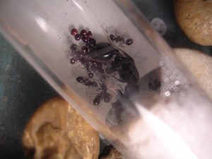 **fin**[Blog] Les Messor barbarus de gaali, fourmis 02.02.11 (3).JPG