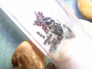 **fin**[Blog] Les Messor barbarus de gaali, fourmis 02.02.11 (5).JPG