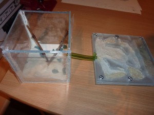 Nid plexi pour Camponotus cruentatus, P1010818.JPG