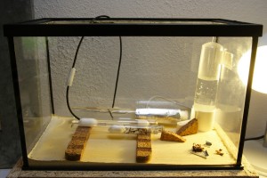 Aire de chasse dans aquarium 30x15, Nid en bois pour Crematogaster scutellaris