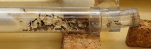 Crematogaster scutellaris dans leur tube, Nid en bois pour Crematogaster scutellaris