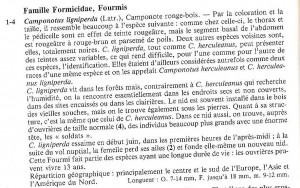 [Q/R] Fiche de Camponotus ligniperdus, Camponotus-ligniperda.jpg